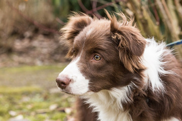 Border collie