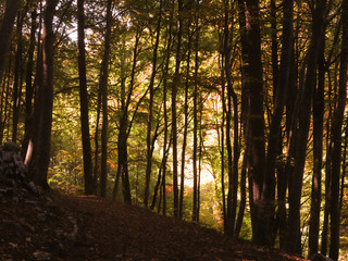 Light through autumn trees