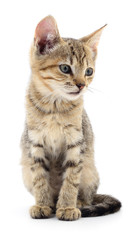 Kitten on white background.