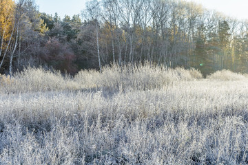 First Frost
