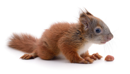 Eurasian red squirrel.