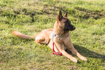 Malinois