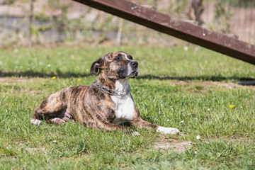 Amstaff