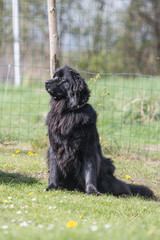 Fototapeta premium Terre neuve