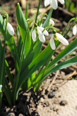 Fototapeta premium White snowdrop flowers (Galanthus nivalis)