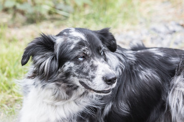 Border collie