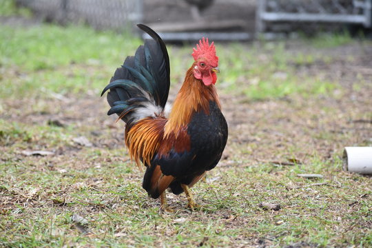 Serama Rooster in Grass