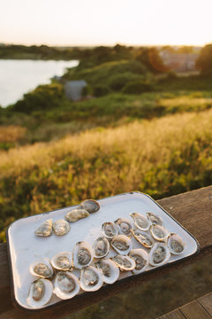 Oysters on Tray Martha's Vineyard Island, Massachusetts