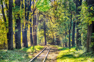 Autumn falling in the Lviv city park in Ukraine
