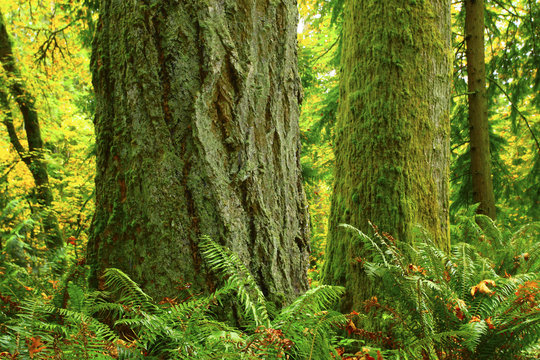 a picture of an Pacific Northwest forest with old growth conifer trees