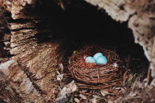 Blue eggs in a bird nest