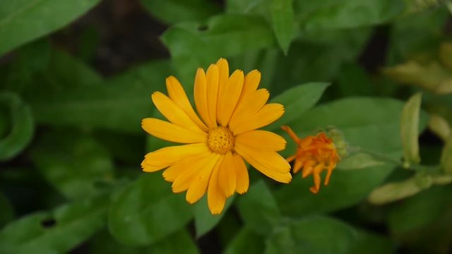 Calendula flower, medicinal plant. Calendula officinalis. Video footage.