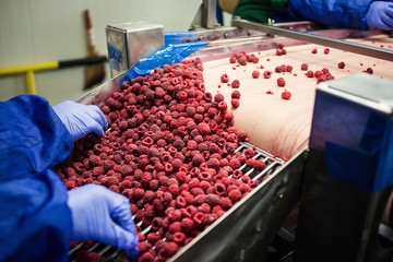 People at work.Unrecognizable workers hands in protective blue gloves make selection of frozen...