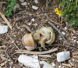 coupling of two big snails with shells