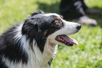Border collie