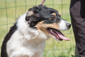 Border collie