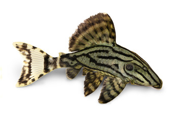 Royal Pleco Panaque nigrolineatus, or royal plec aquarium fish 