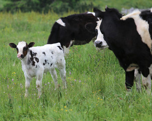 Naklejka na ściany i meble white calf black spotted cow grazing with mother