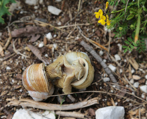 two snails with shell during the coupling