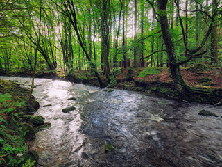 Mountain stream in green forest at Autumn time