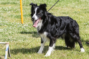 Border collie