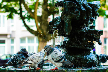 Street pigeons cooling off in fountain during the heatwave