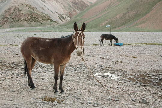 Donkeys tied up in Argentina mountains.