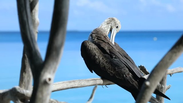 oiseau fr&eacute;gate en gros plan