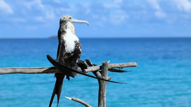 oiseau fr&eacute;gate en gros plan