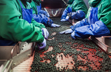 People at work.Unrecognizable workers hands in protective blue gloves make selection of frozen...