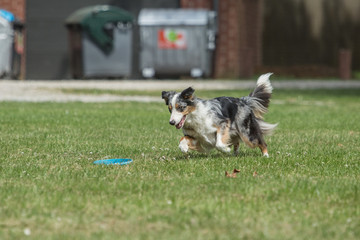 Border collie - Fresbee