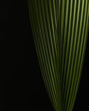 Detail of a plan leaf