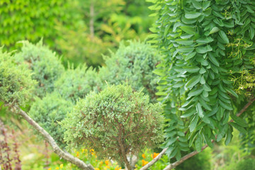Green plants in beautiful garden