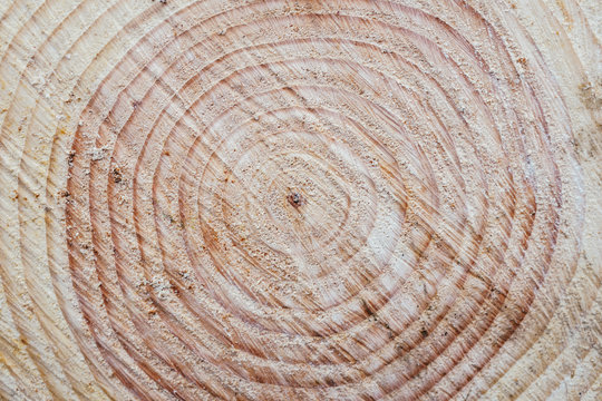Tree rings on freshly cut evergreen, close up