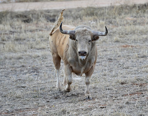 toro