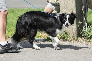 Border collie