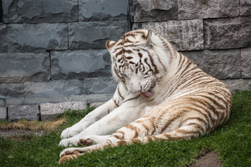 Tigre blanc