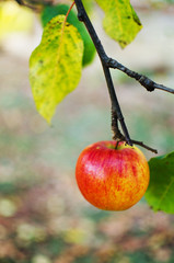 Red apples grow on the branches with leaves
