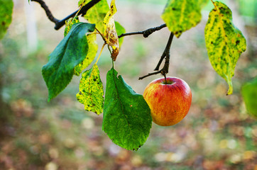 Red apples grow on the branches with leaves