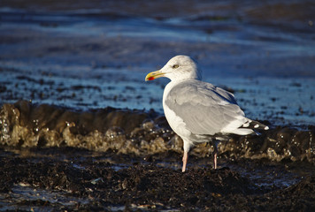 Adult herring gull lit by sunlight standing on the beach near the flood line