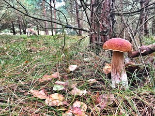 steinpilz im wald
