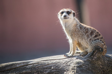 Suricate