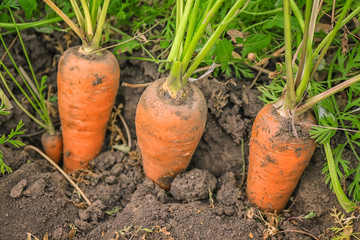 Ripe carrots in garden