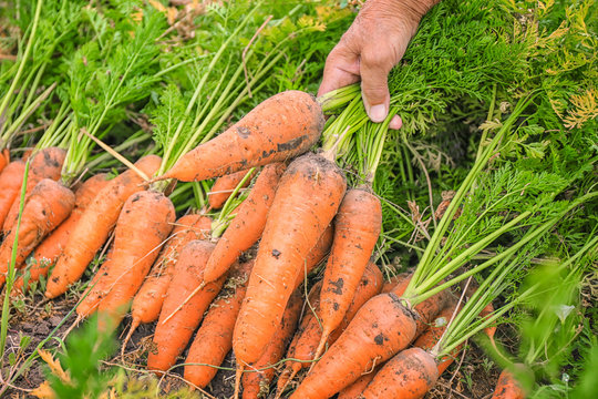 Farmer with carrots in garden