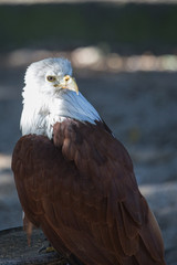 Rapace