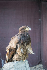 Rapace