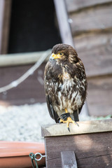 Rapace