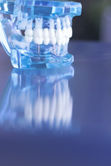 Dentsts dental teeth model