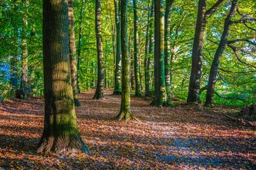 Obraz premium Wald bei Karlsruhe