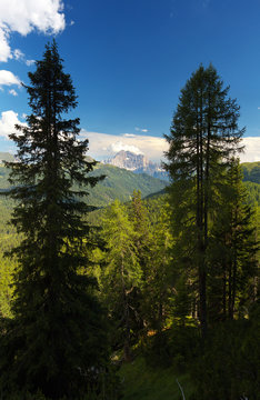 Civetta peak between two trees, Dolomites, Italy